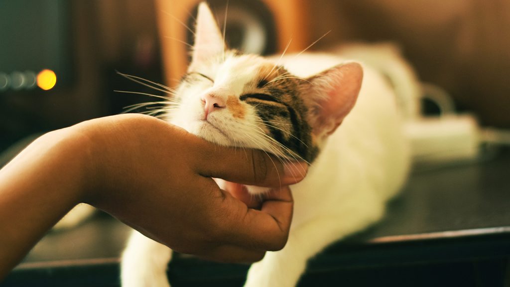 Mon vieux chat maigrit. C’est grave docteur? Mitsou Magazine