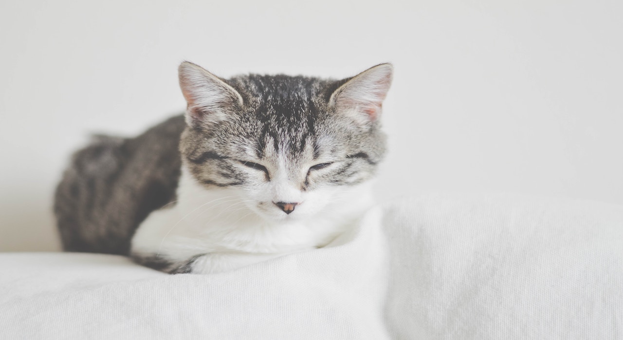 Mon chat s